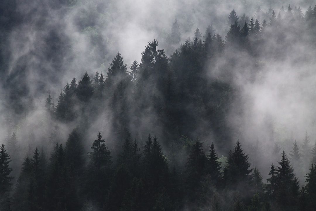 Mists.jpg